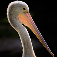pelikán australský - Pelecanus...