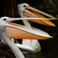 pelikán australský - Pelecanus...