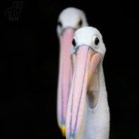 pelikán australský - Pelecanus...