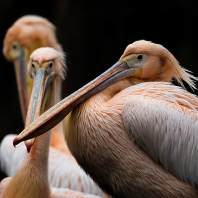 pelikán bílý - Pelecanus onocrotalus