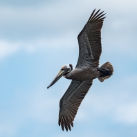 pelikán hnědý - Pelecanus occidentalis