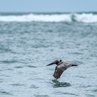 pelikán hnědý - Pelecanus occidentalis