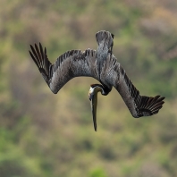 pelikán hnědý - Pelecanus occidentalis