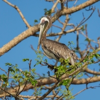 pelikán hnědý - Pelecanus occidentalis