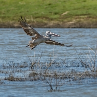 pelikán skvrnozobý - Pelecanus philippensis