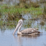 pelikán skvrnozobý - Pelecanus philippensis