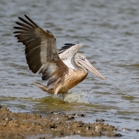 pelikán skvrnozobý - Pelecanus philippensis