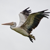 pelikán skvrnozobý - Pelecanus philippensis