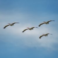 pelikán skvrnozobý - Pelecanus philippensis