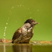 pěnice černohlavá - Sylvia atricapilla