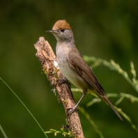 pěnice černohlavá - Sylvia atricapilla