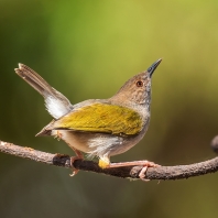 pěnicovec krátkoocasý - Camaroptera brachyura