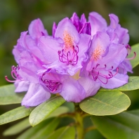pěnišník černomořský - Rhododendron...