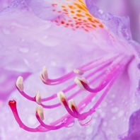 pěnišník černomořský - Rhododendron...