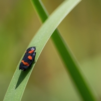 pěnodějkovití - Cercopidae