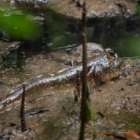 Periophthalmodon schlosseri