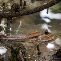 Periophthalmodon schlosseri
