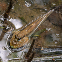 Periophthalmodon schlosseri