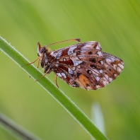 perleťovec nejmenší - Boloria dia