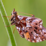 perleťovec nejmenší - Boloria dia