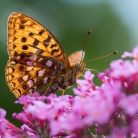 perleťovec prostřední - Argynnis adippe