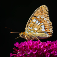 perleťovec prostřední - Fabriciana adippe
