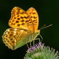 perleťovec stříbropásek - Argynnis paphia