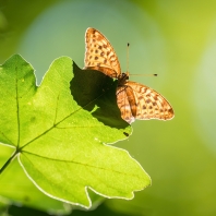 perleťovec stříbropásek - Argynnis paphia