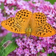 perleťovec stříbropásek - Argynnis paphia