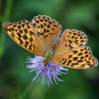 perleťovec stříbropásek - Argynnis paphia