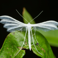 pernatuška trnková - Pterophorus...