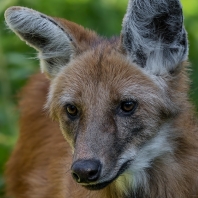 pes hřivnatý - Chrysocyon brachyurus