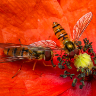 pestřenka pruhovaná - Episyrphus balteatus