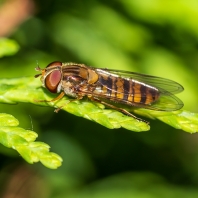 pestřenka pruhovaná - Episyrphus balteatus