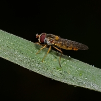 pestřenka pruhovaná - Episyrphus balteatus