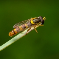 pestřenka psaná - Sphaerophoria scripta