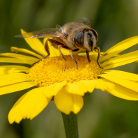 pestřenka trubcová - Eristalis tenax