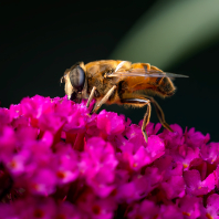pestřenka trubcová - Eristalis tenax