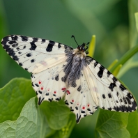 pestrokřídlec balkánský - Zerynthia...
