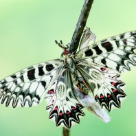 pestrokřídlec podražcový - Zerynthia...