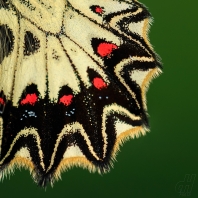 pestrokřídlec podražcový - Zerynthia...