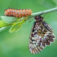 pestrokřídlec podražcový - Zerynthia...