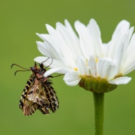 pestrokřídlec podražcový - Zerynthia...