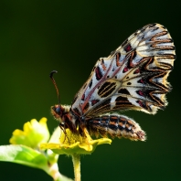 pestrokřídlec podražcový - Zerynthia...