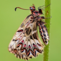 pestrokřídlec podražcový - Zerynthia...