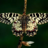 pestrokřídlec podražcový - Zerynthia...