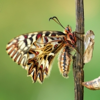 pestrokřídlec podražcový - Zerynthia...