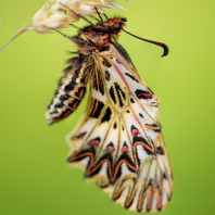 pestrokřídlec podražcový - Zerynthia...