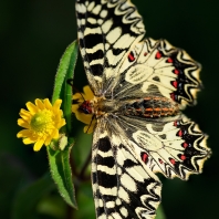 pestrokřídlec podražcový - Zerynthia...