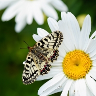 pestrokřídlec podražcový - Zerynthia...